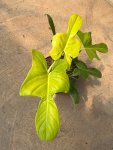 Philodendron Pedatum Violin Gold Seedlings - 3 Plug Plants