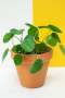 Chinese Money Plant - 15CM