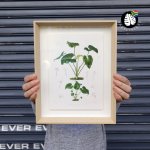 Framed Print - Philodendron Juvenile Plant - A4 - Print Frame 30CM X 42CM
