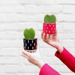 Hoya - Kerri - In Red Pippin Planter