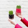 Hoya - Kerri - In Red Pippin Planter