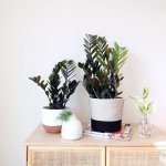 Zz Plant - Raven - Large - In Black And White Cotton Cord Planter - 20CM