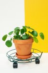 Plant Caddy Green - 40CM