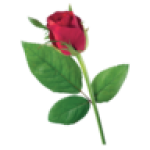 Valentine's Rose 50CM