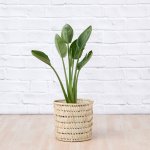 Bird Of Paradise - Strelitzia Reginae - In 25CM Fundo Basket