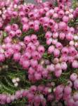 Erica Fairy Bells 15CM Pot