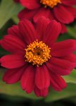 Zinnia Zahara Cherry Seed - 500 Raw Seed