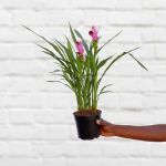 Siam Tulip - Purple - 14CM Nursery Pot