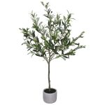 Olive Tree 1.1M