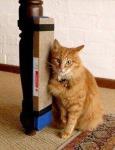 CAT Scratching Post
