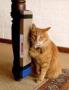 CAT Scratching Post
