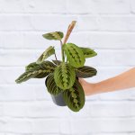 Prayer Plant - 14CM Nursery Pot On Trellis
