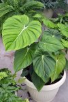 Philodendron Gloriosum Seedlings - 3 Plug Plants