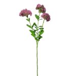 - Sedum - Pink - 56CM