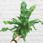 Crocodile Fern - In 15CM Nursery Pot