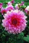 Dahlia Dinner Plate – “lavender Perfection” Bulbs