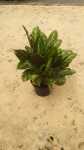 Calathea Misto - 19CM Nursery Pot