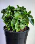 Philodendron Atom 14CM