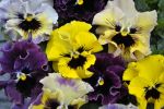 Viola Frizzle Sizzle MINI Mix Seed - 10 Raw Seed