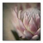 Protea Still Square 2 Art Print - 60 X 60CM No Frame Print Only