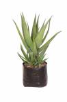 Aloe Arborescens Green “arboreta” 10LT