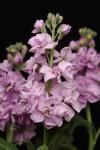 Stocks Katz Light Lavender - 1000 Raw Seed
