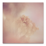Blush Dreams Hydrangea 1 Art Print - 30 X 30CM No Frame Print Only