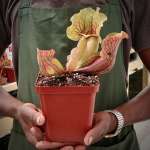 Trumpet Pitcher Sarracenia 'cheruwa' - Medium To Large Plant. 12CM Plastic Container.