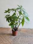 Money Tree Buddha 14CM Pot