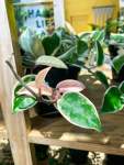Wax Plant - 16CM Hanging Basket Variegated