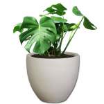 Planted Egg Shade - Velvet Monstera Deliciosa