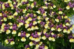 Nemesia Blueberry Custard 14CM Pot