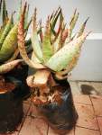 Aloe Marlothii - 10 Litres