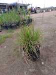 Eragrostis Capensis 17CM