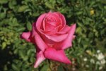 Lisa Hybrid Tea Rose 5LT