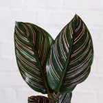 Calathea Sanderiana - 12CM Nursery Pot