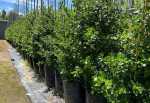 Escallonia ‘alba’ White 40LT