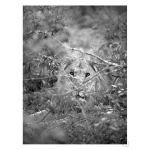 Lion Art Print - A2
