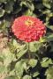 Zinnia Elegans Giant Coral - 1000 Raw Seed