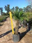 Trachycarpus Fortunei 50LT