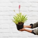 Matchstick Bromeliad - 20CM Nursery Pot
