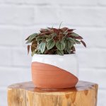 Peperomia Napoli Nights - In Daxi Terracotta Planter