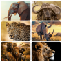 The Big Five Placemats - Set Of 6 - 40CM X 30CM - Steglio