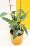Sihle The Silver Philodendron Val Pal - Yellow
