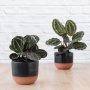 Calathea Medallion - In Black Gloss Pluto Planter
