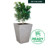 Planted Windsor Shade - Charcoal / Ficus