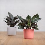 Calathea Sanderiana - 14CM Nursery Pot Excl. Pot Smaller Plant
