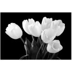 Tulips Black And White Art Photography Wall Canvas 1220 X 813
