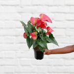 Anthurium - Red - In 14CM Nursery Pot