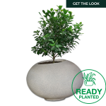 Planted Arizona Shade - Granite Ficus